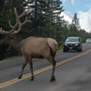 Elk Crossing The Road Poster