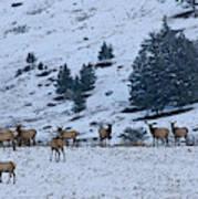 Elk Herd First Snow Poster