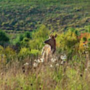 Elk In Fall Field Poster