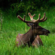 Elk Laying Down Chewing On Grass Poster