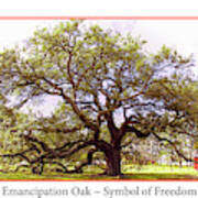 Emancipation Oak Symbol Of Freedom Poster Poster