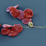 Erythrocytes And Thrombocytes, Sem Poster