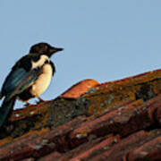 Eurasian Magpie Pica Pica On Tiled Roof Poster