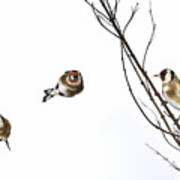 European Goldfinch Crazy Flights Poster
