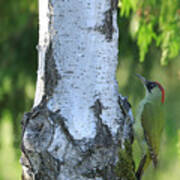 European Green Woodpecker Poster