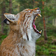 European Lynx Calling Poster