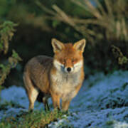 European Red Fox Vulpes Vulpes In Field Poster