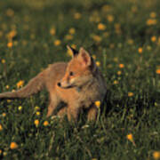 European Red Fox Young Vulpes Vulpes Poster