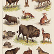 European Wild Mammals, Lithograph Poster