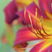 Everyday Pleasures Daylily Poster