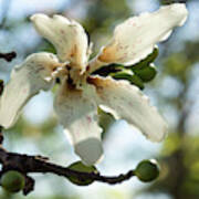 Exotic Flower - Blooming Silk Floss Tree Ceiba Speciosa Poster
