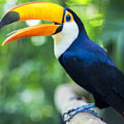 Exotic Toucan Bird In Natural Setting Poster