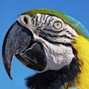 Eye Contact - Colorful Parrot's Head Poster