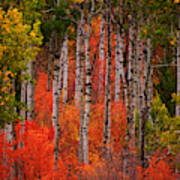 Fall Color With Aspen Trees Poster