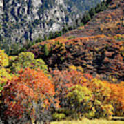 Fall Colored Oaks In Avalanche Creek Canyon Poster