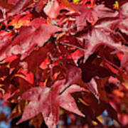 Fall Sweetgum Leaves Df005 Poster