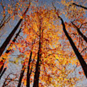 Fall Trees Sky Poster