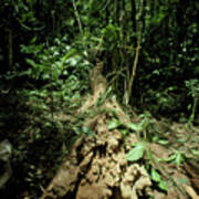 Fallen Tree In Venezuelan Rainforest. Poster