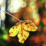Falling Leave With Bokehlicious Autumn Poster