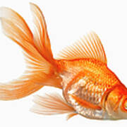 Fancy Goldfish Poster
