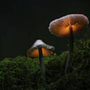 Fantasy Mushrooms Poster