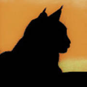 Feline - Sunset Poster