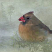 Female Cardinal With Seed Poster