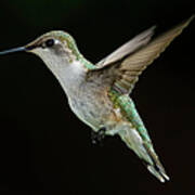 Female Hummingbird Poster