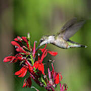 Female Ruby-throated Hummingbird Dsb0319 Poster