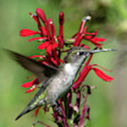Female Ruby-throated Hummingbird Dsb0325 Poster