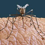 Female Yellow Fever Mosquito, Sem Poster