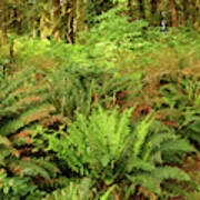 Ferns Along A Coastal Forest Trail Poster