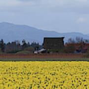 Fields Of Daffodils Poster