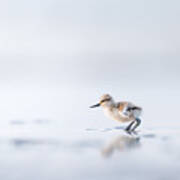 First Sunrise For New Born Pied Avocet Poster