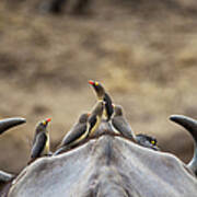 Five Yellow-billed Oxpeckers Perching Poster