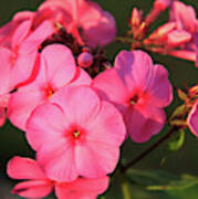 Flaming Pink Phlox Poster