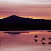 Flamingos At Laguna Chaxa In Atacama Desert, Chile. Poster