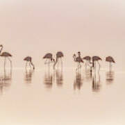 Flamingos In The Mist Poster
