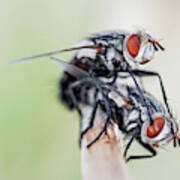 Flies Mating Poster