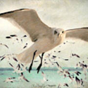 Flight Of The Gulls Poster