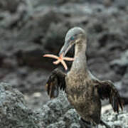 Flightless Cormorant Carrying Seastar Poster