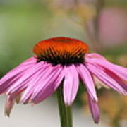 Flirty Purple Coneflower Poster