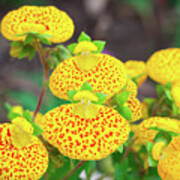 Floral Close-up Of Small Yellow Summer Poster