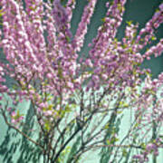 Flowering Almond Poster
