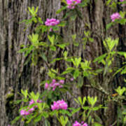 Flowering Pacific Rhododendron Poster