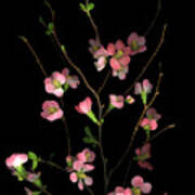 Flowering Peach Quince Poster