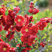 Flowering Quince Poster