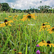 Flowers Of The Field, Cades Cove Poster