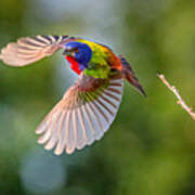 Flying Painted Bunting Poster