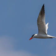 Flying Tern Poster